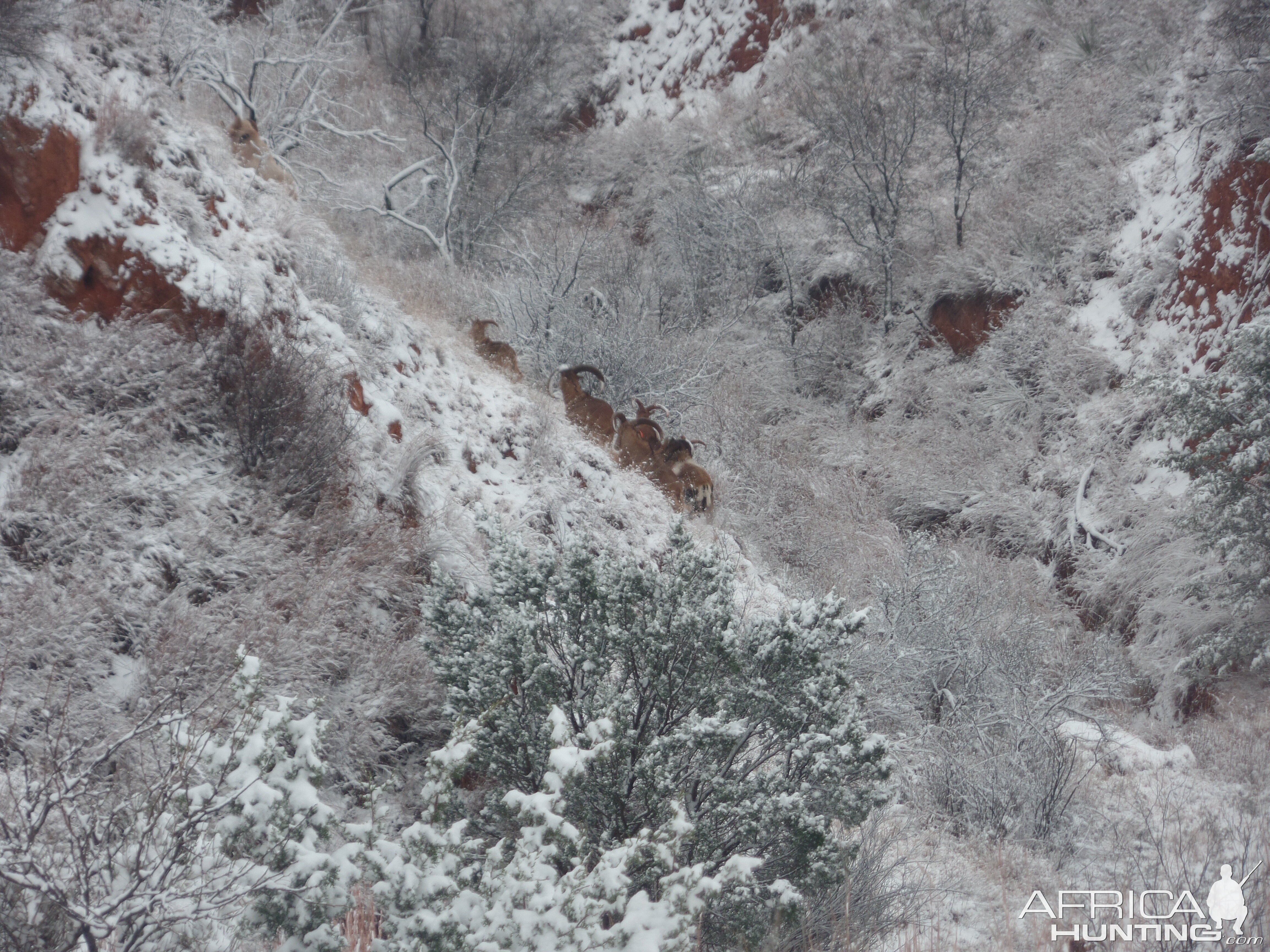 Aoudad Texas USA