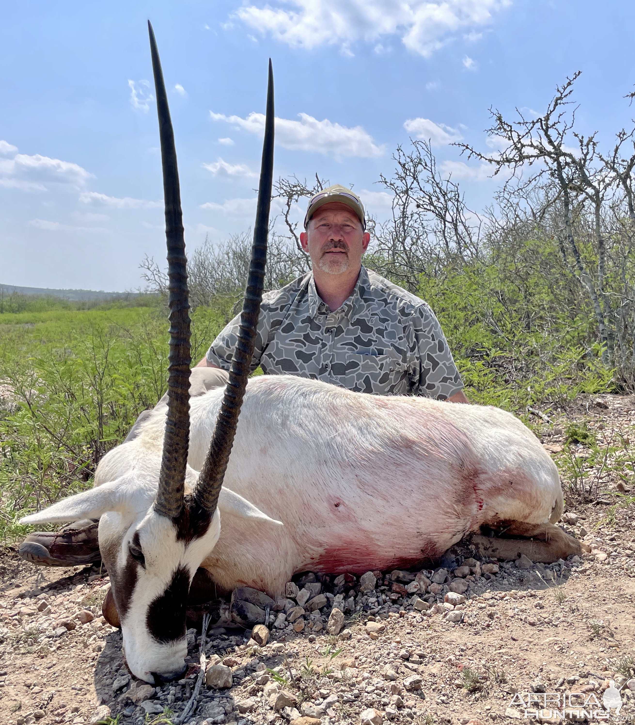 Arabian Oryx Hunt Texas