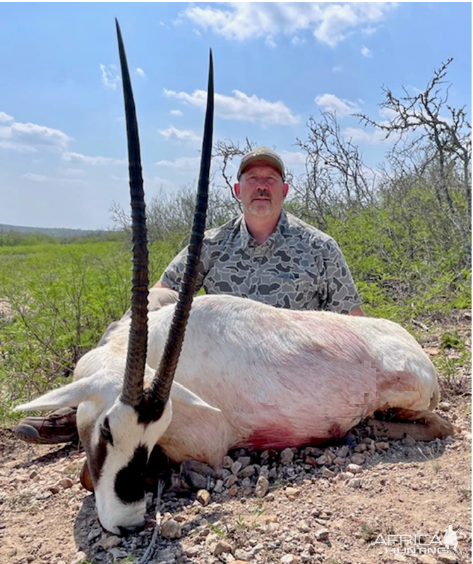 Arabian Oryx Hunt Texas