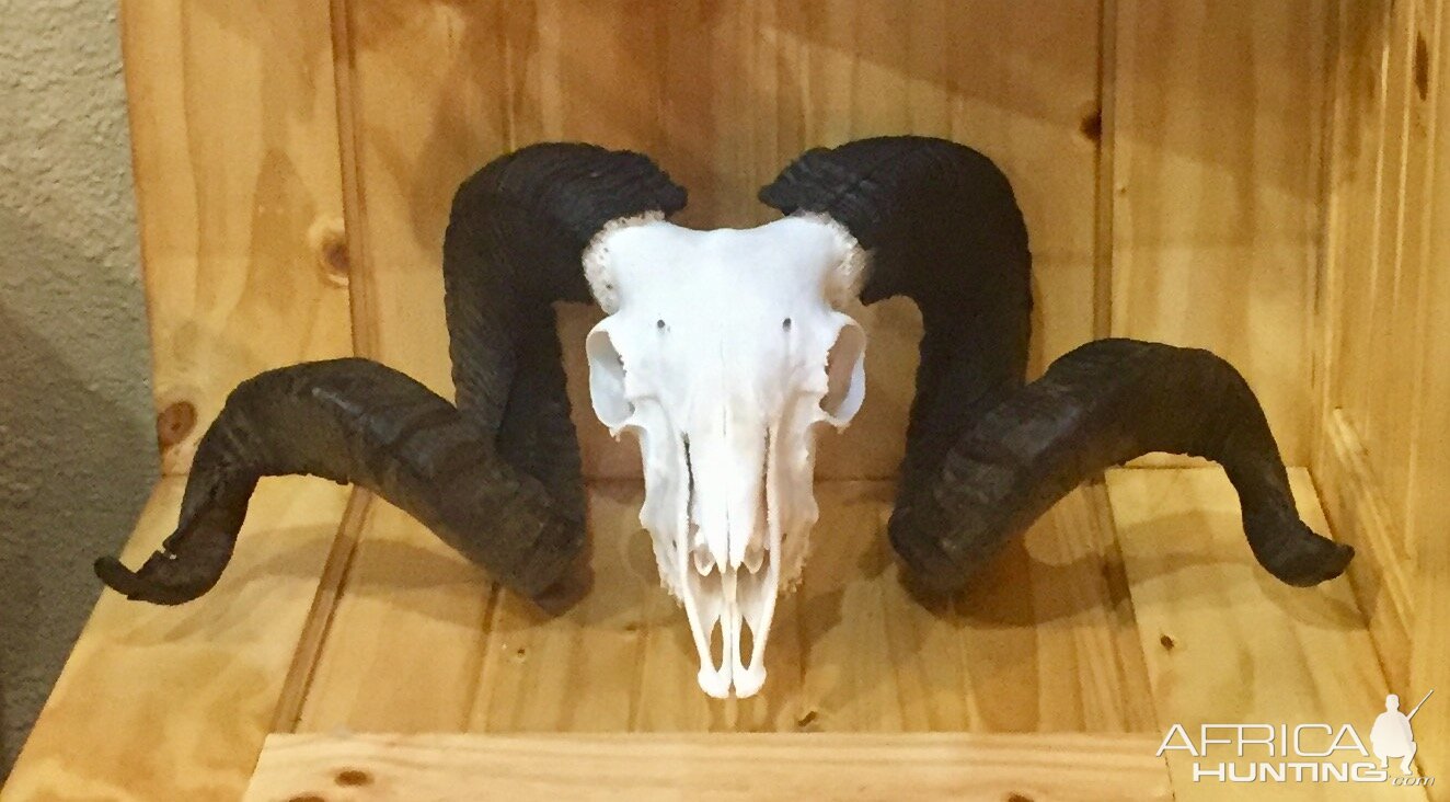 Arapawa Sheep European Skull Mount Taxidermy