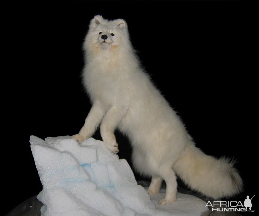 Arctic Fox Full Mount Taxidermy