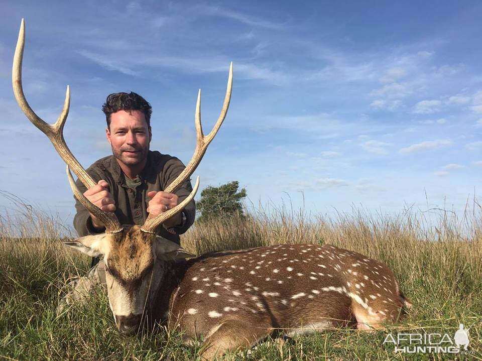 Argentina Hunt Axis Deer