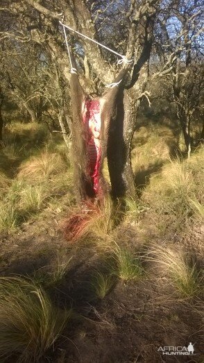 Argentina Hunt Wild Boar