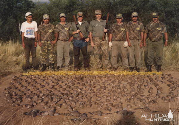 Argentina Wingshooting Dove