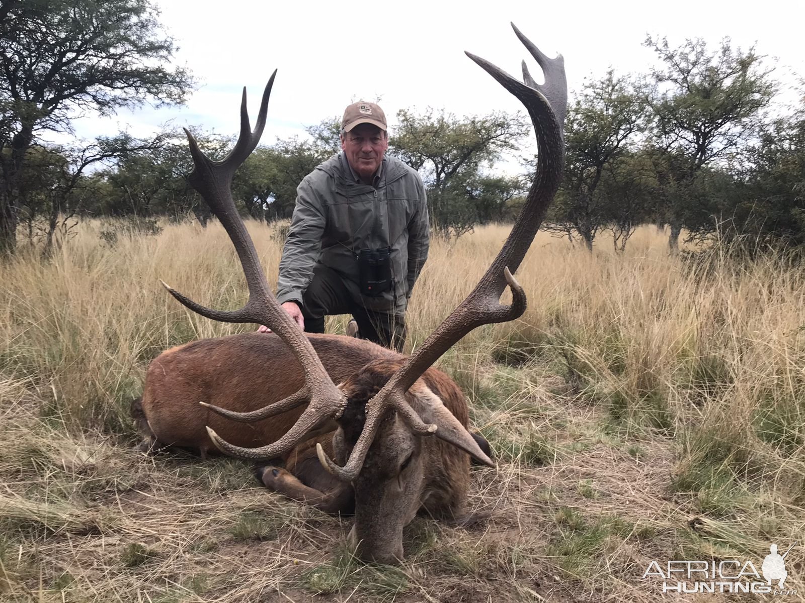 Argentine Red Stag