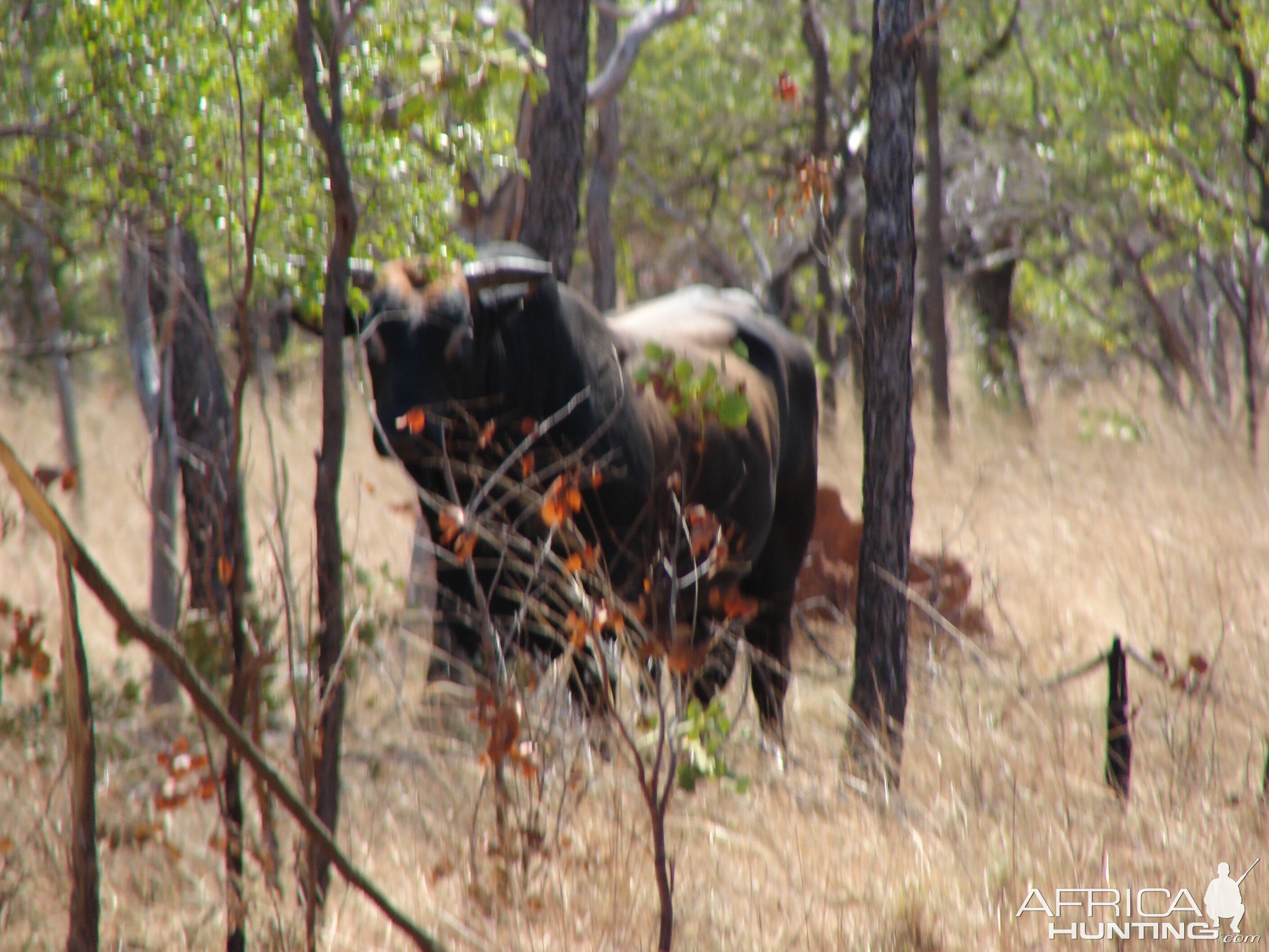 Arnhem Land Wild Red Bull Wildlife Australia