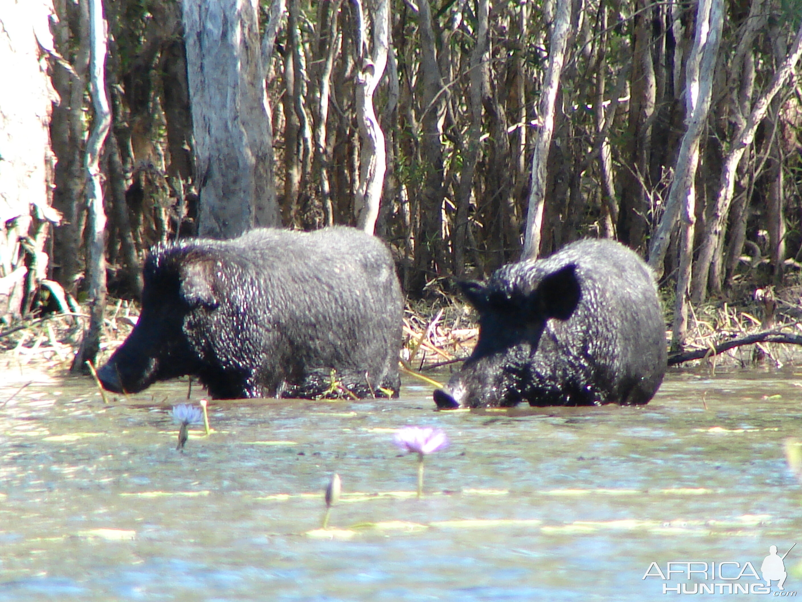 Arnhemland scenery & wildlife.