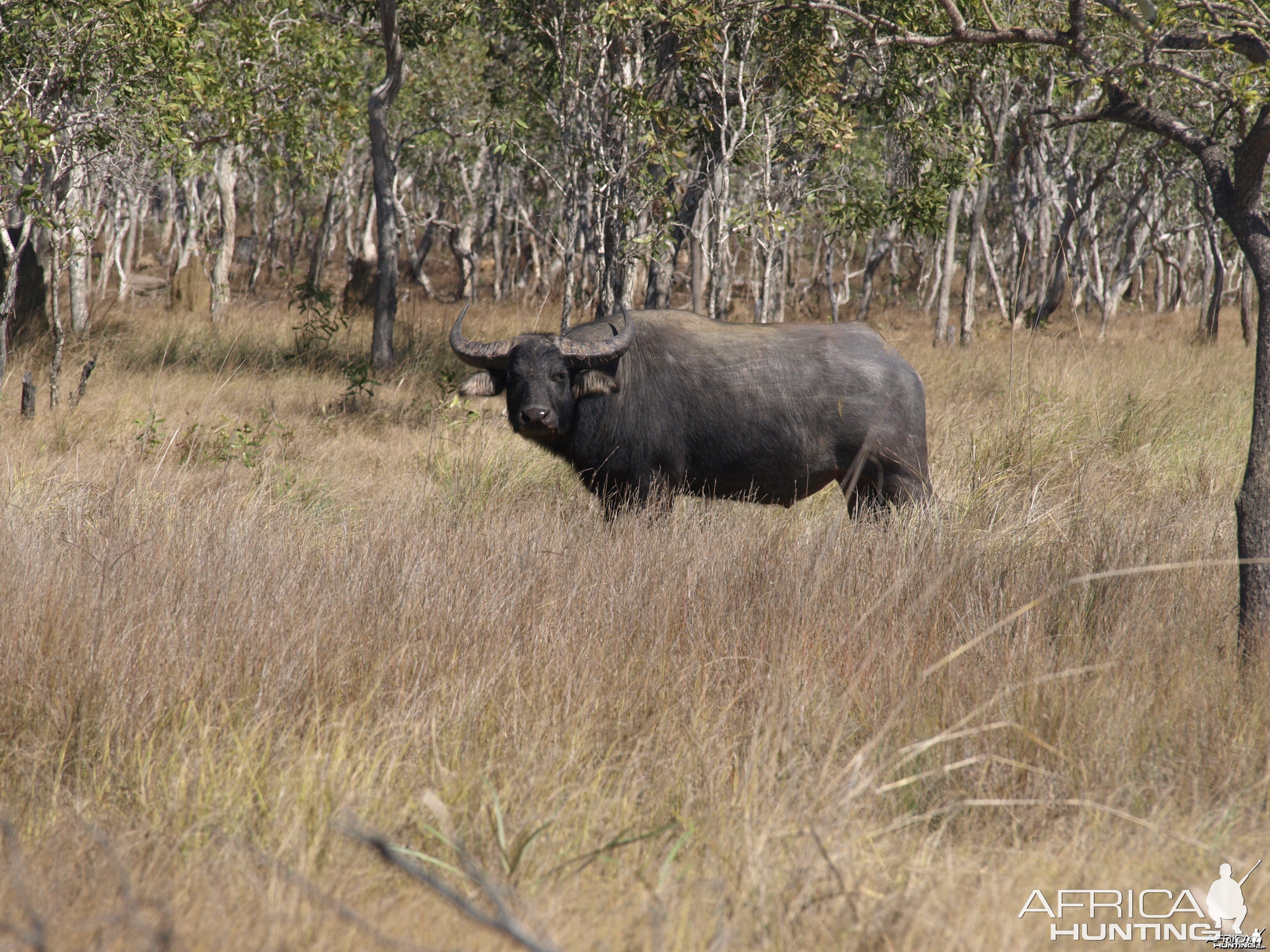 Arnhemland scenery & wildlife.