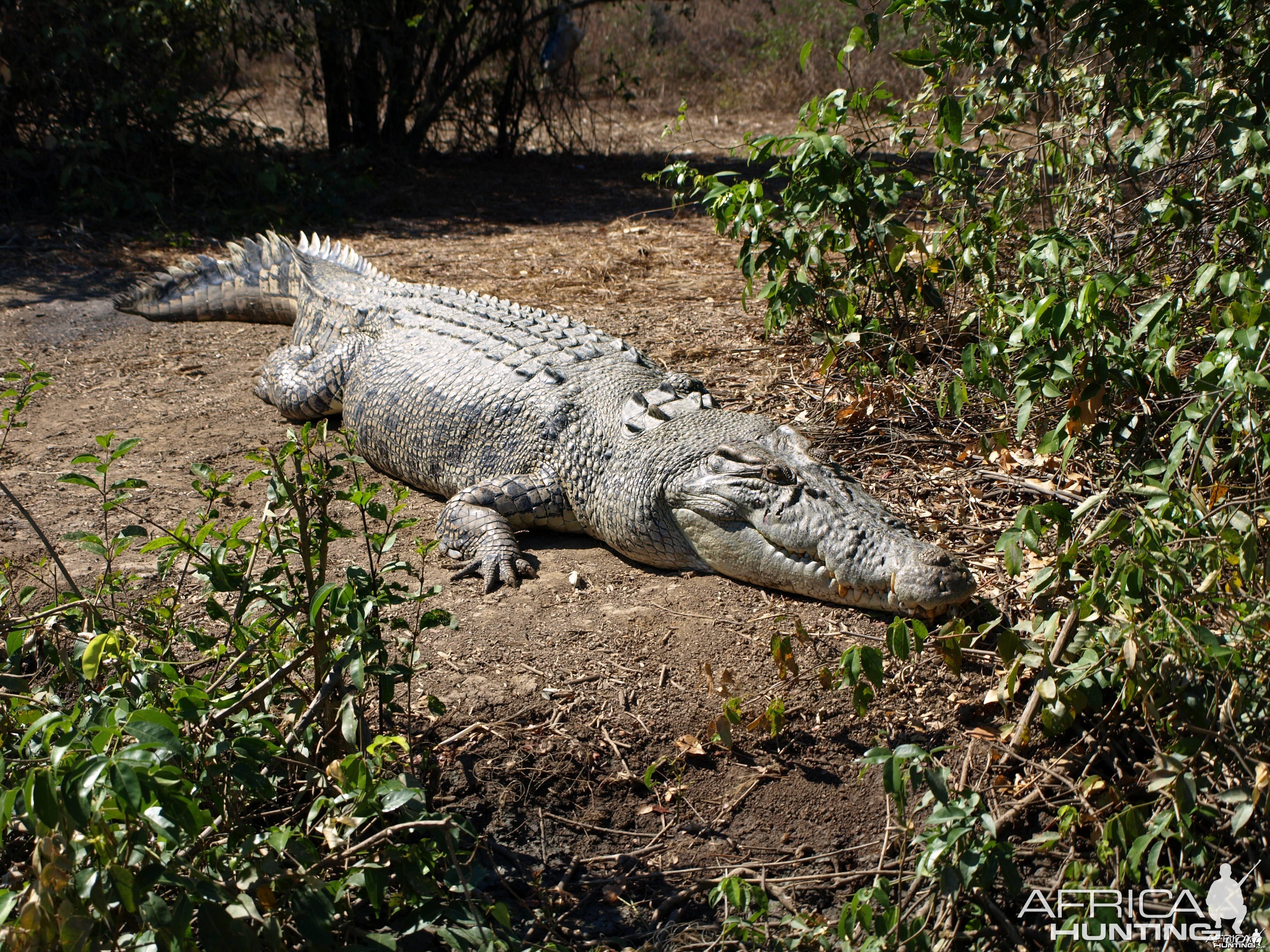 Arnhemland scenery & wildlife.