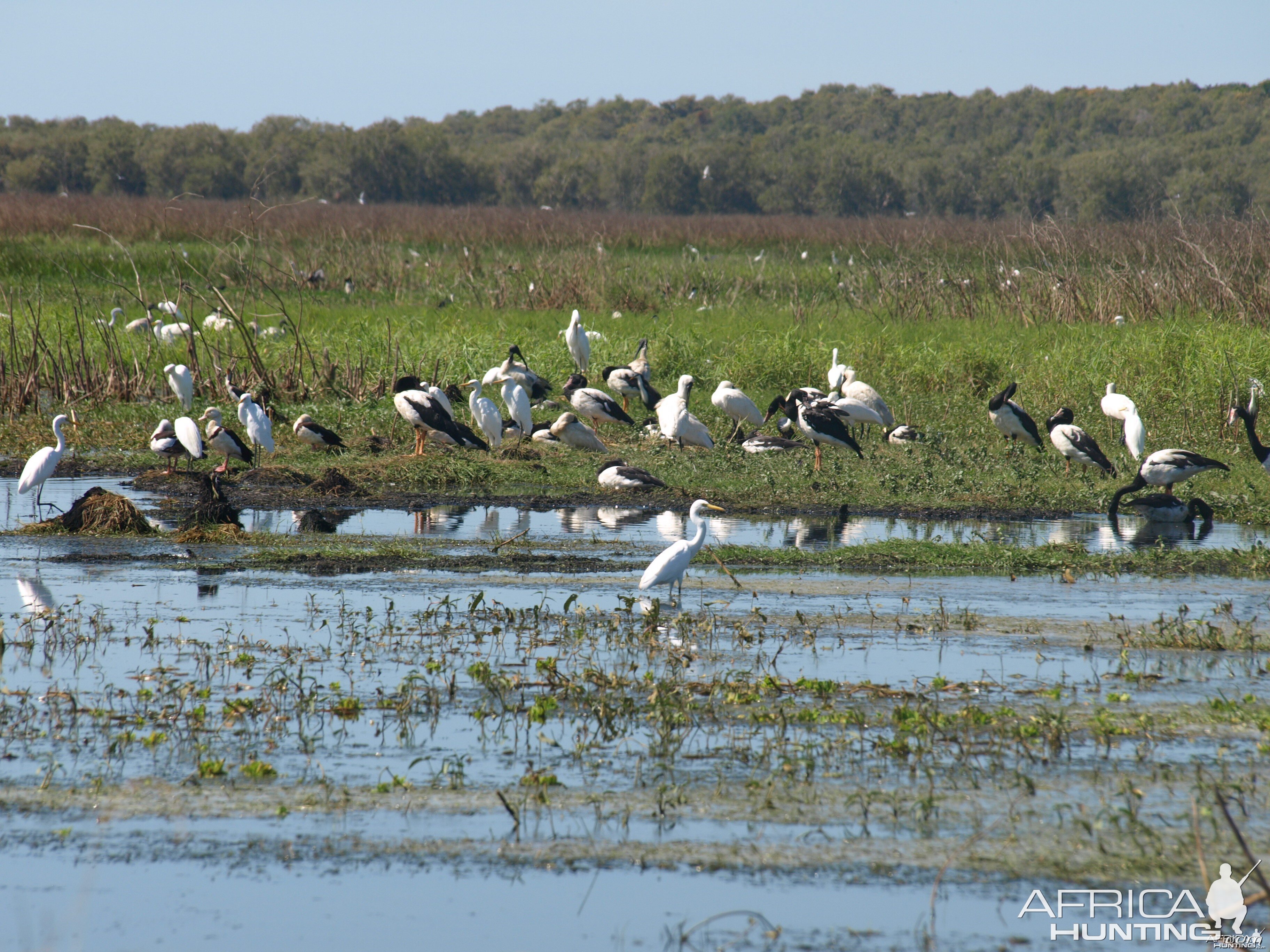 Arnhemland scenery & wildlife.