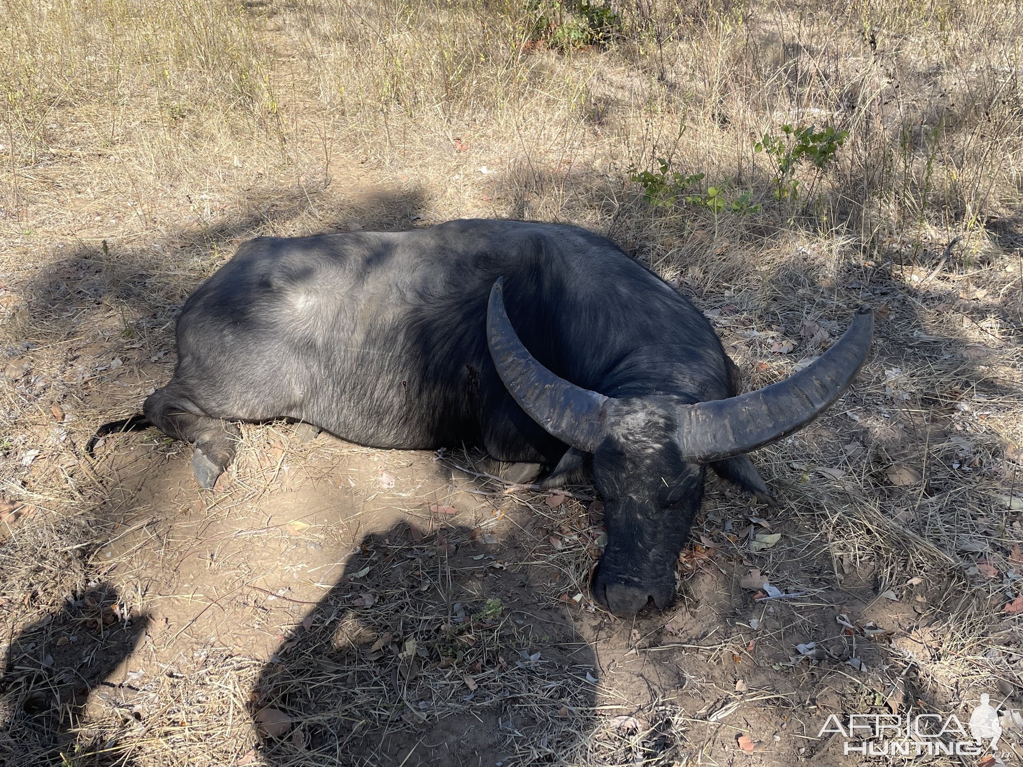 Asian Water Buffalo Hunt Australia