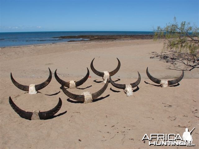 Asiatic buffalo bull, Arnhemland, Australia