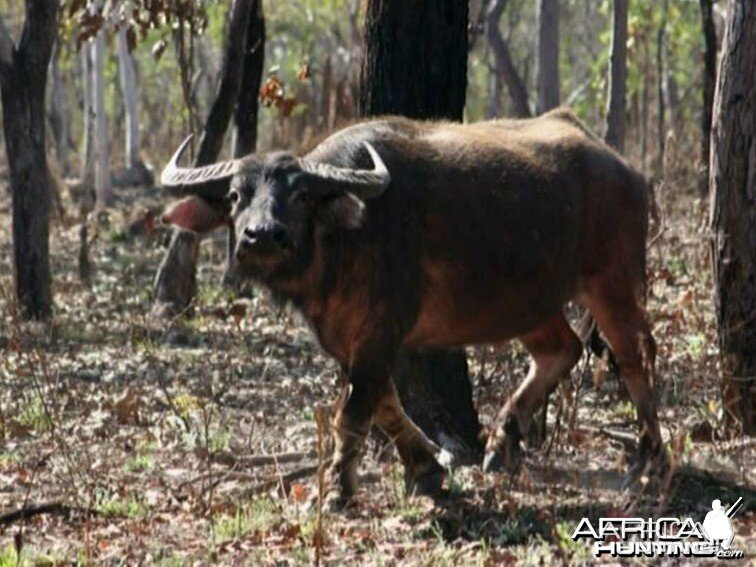 Asiatic buffalo bull, Arnhemland, Australia