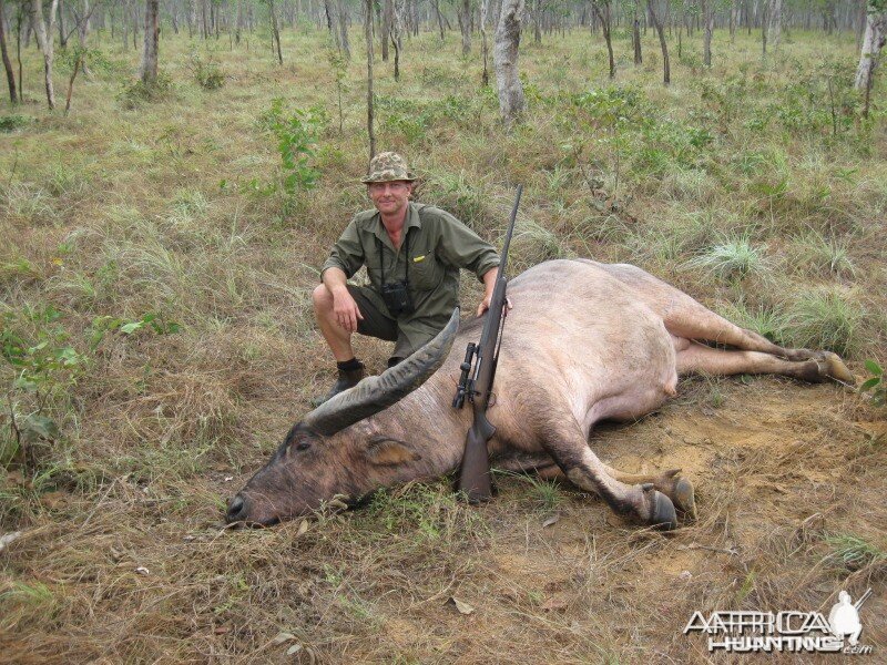 Asiatic buffalo bull, Arnhemland, Australia