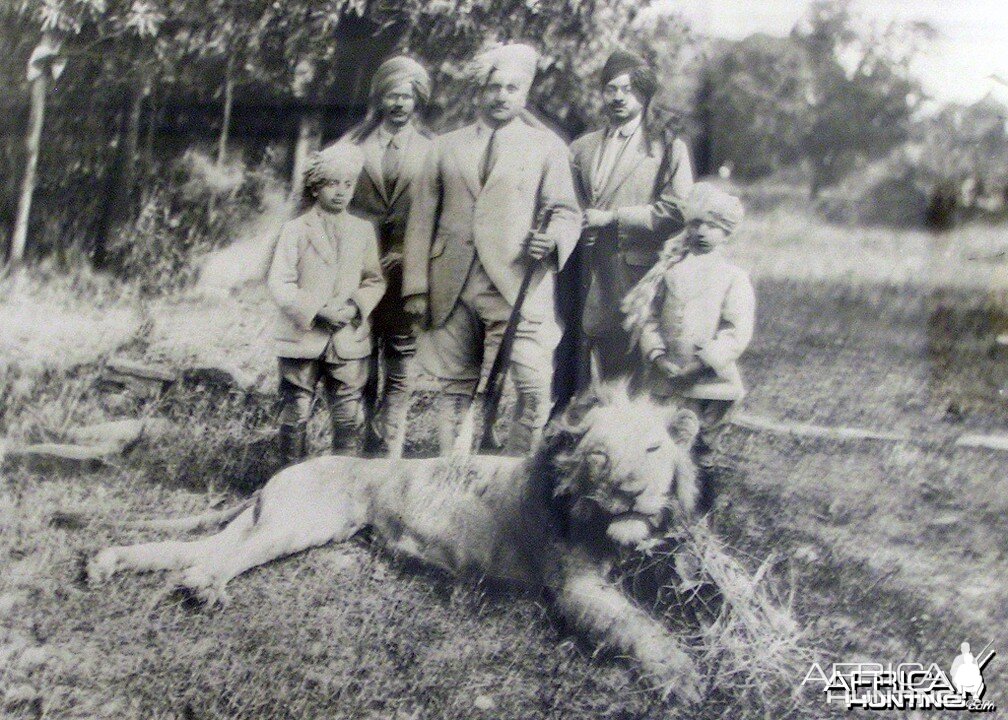 Asiatic Lion Hunt