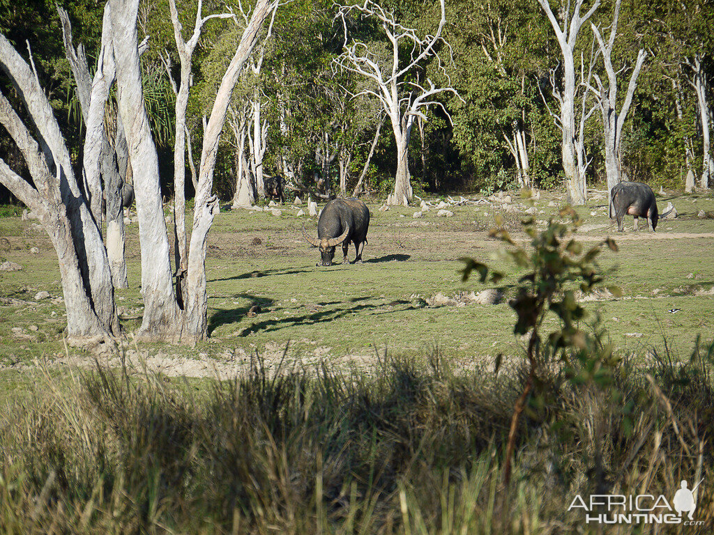 Asiatic Water Buffalo Arnhem Land Australia Northern Territory