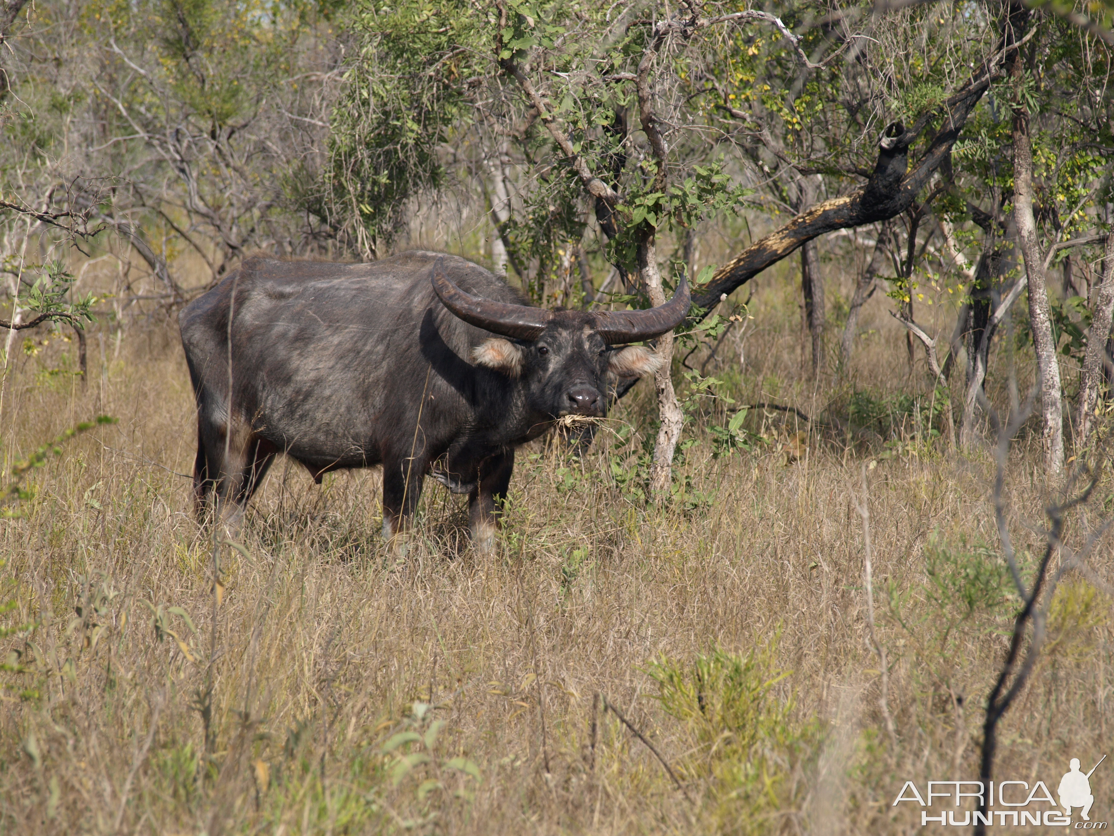 Asiatic Water Buffalo Arnhemland Australia