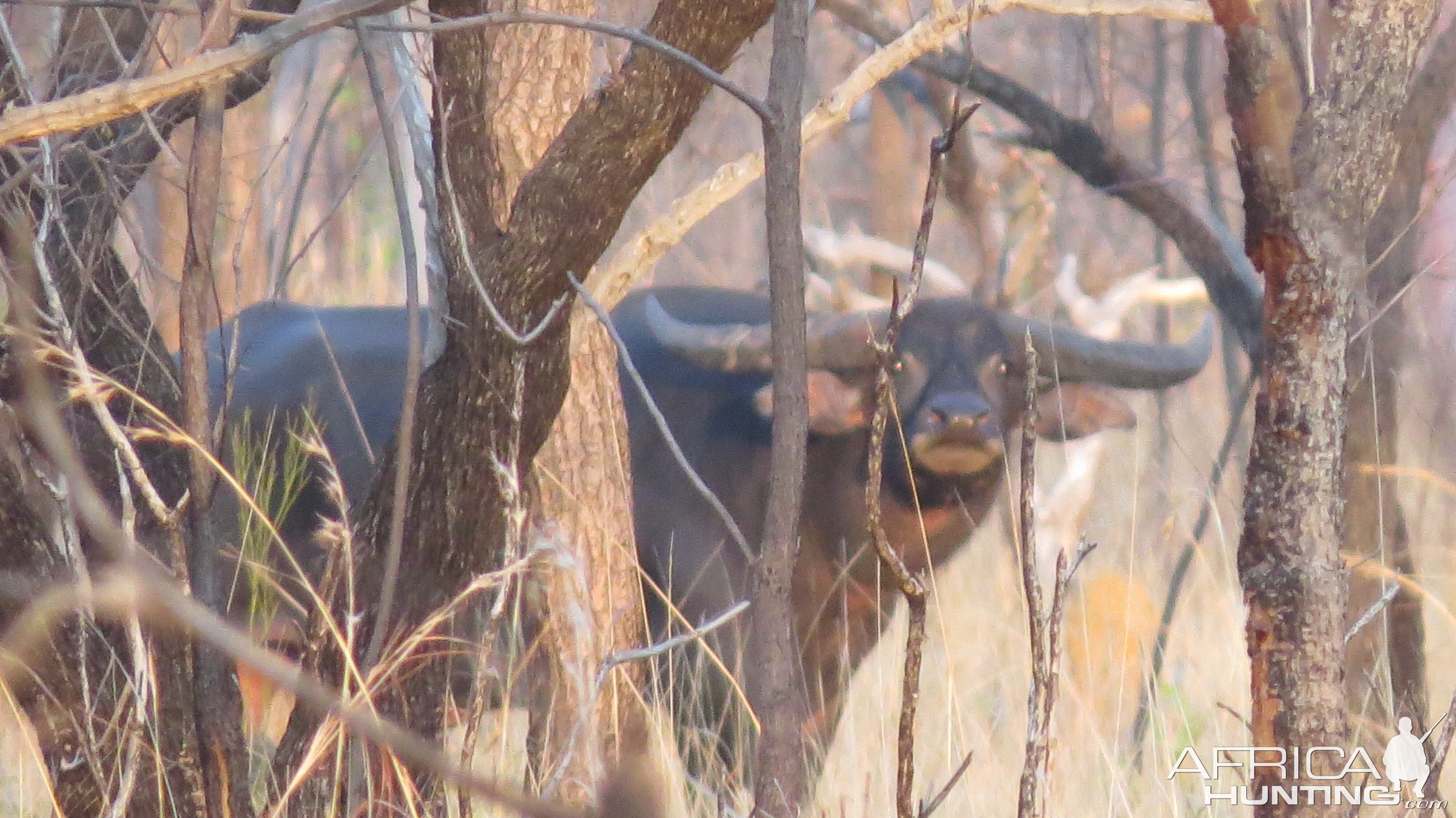 Asiatic Water Buffalo Australia