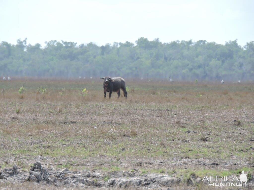 Asiatic Water Buffalo Australia