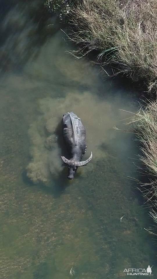 Asiatic Water Buffalo Australia
