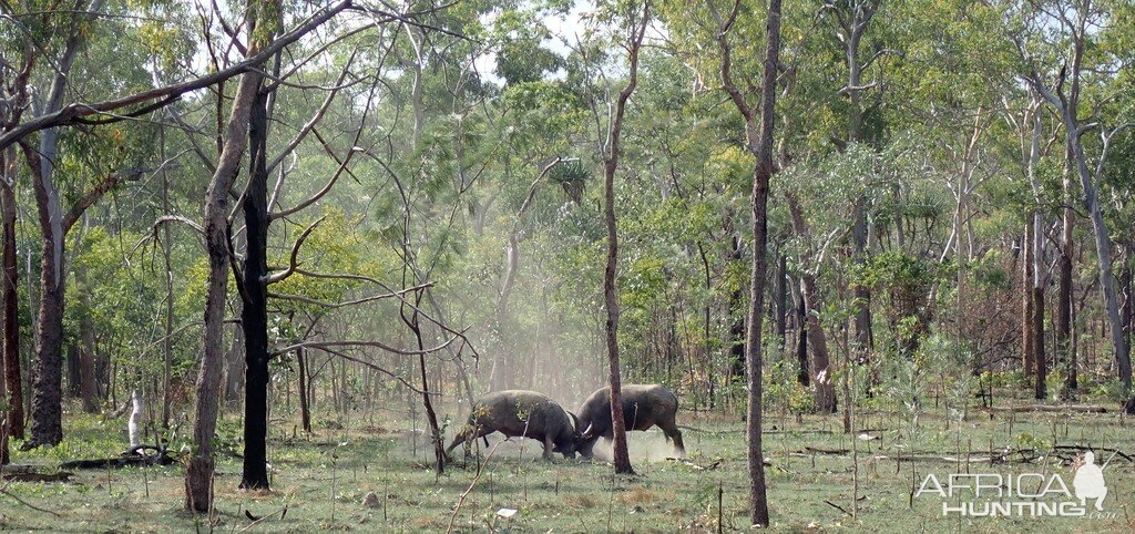 Asiatic Water Buffalo Bulls Australia