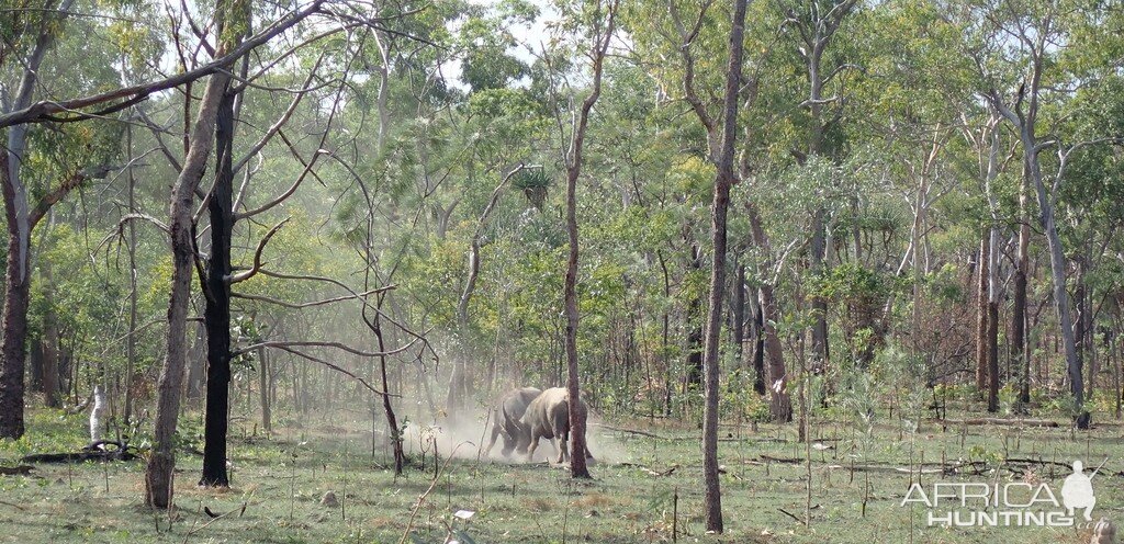 Asiatic Water Buffalo Bulls Australia