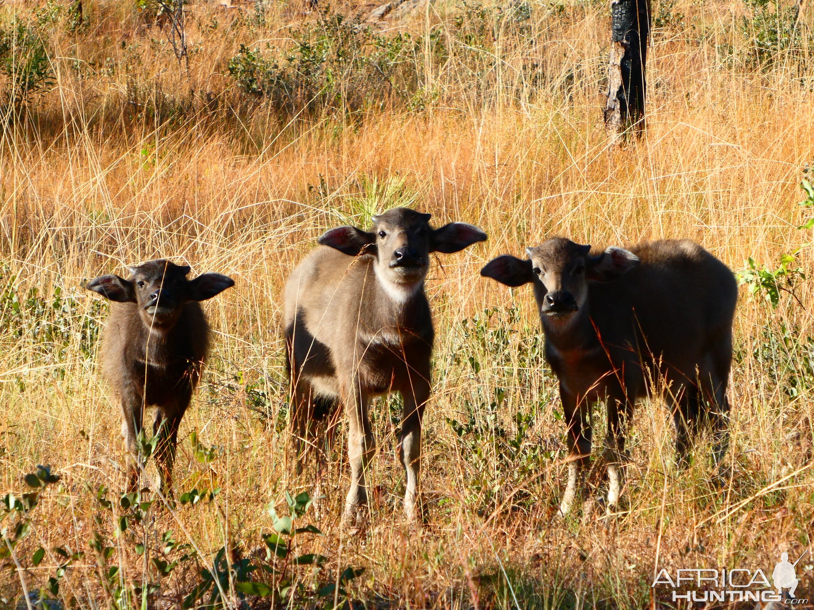 Asiatic Water Buffalo Calves Australia