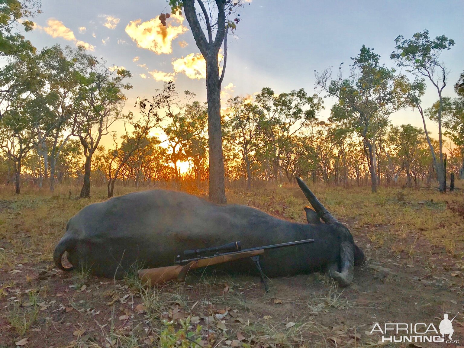 Asiatic Water Buffalo Hunt Australia