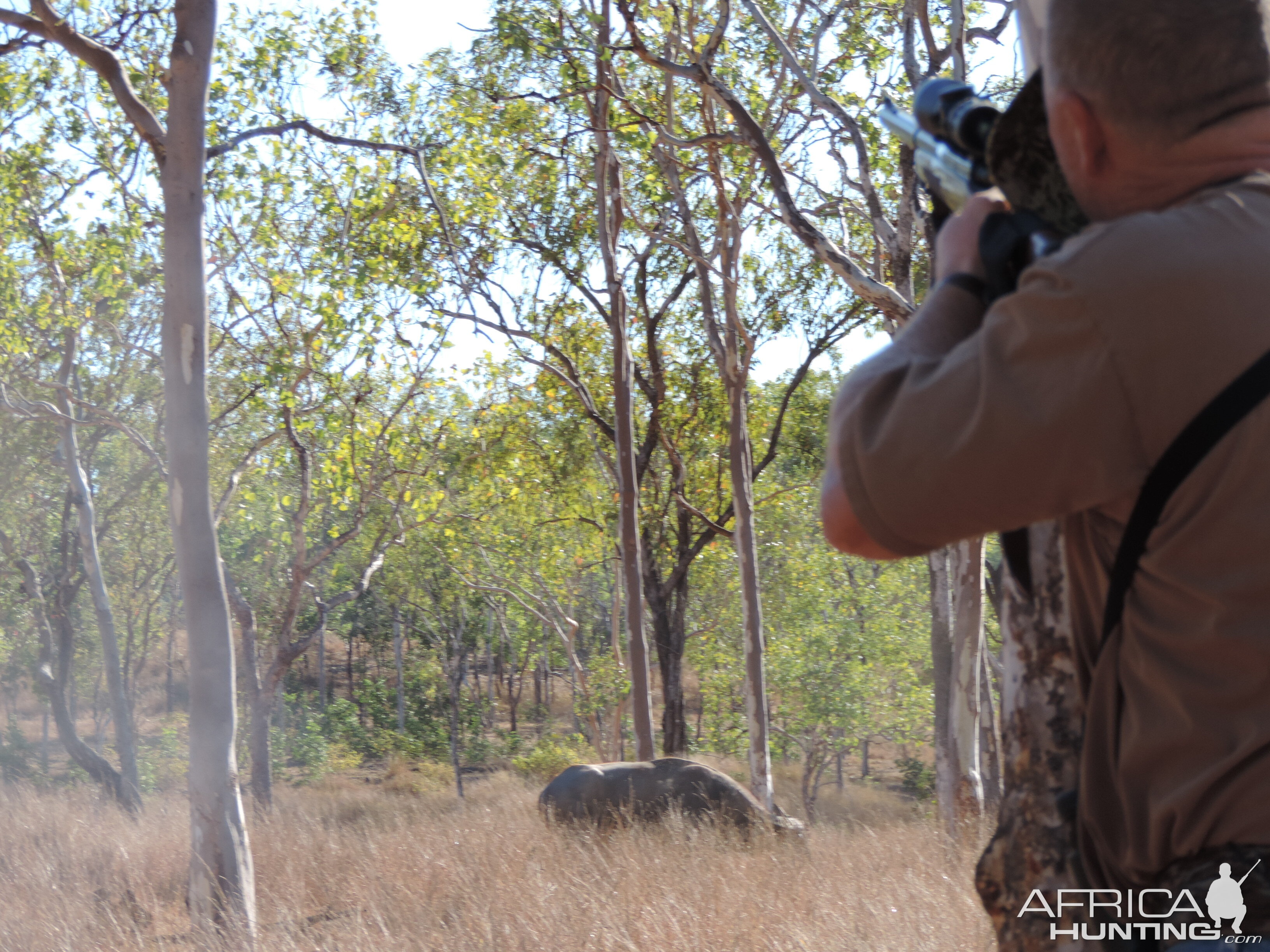 Asiatic Water Buffalo Hunting Australia