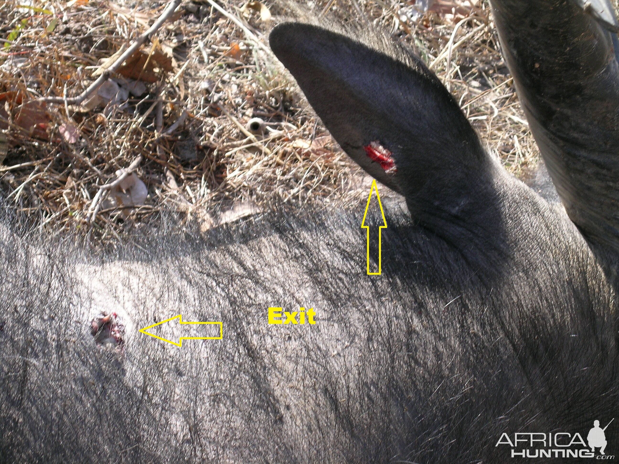 Asiatic Water Buffalo Hunting Australia