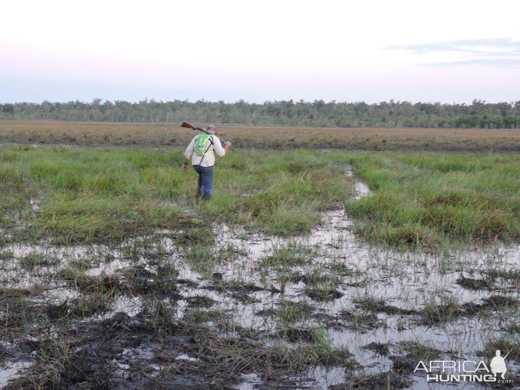 Asiatic Water Buffalo Hunting Australia