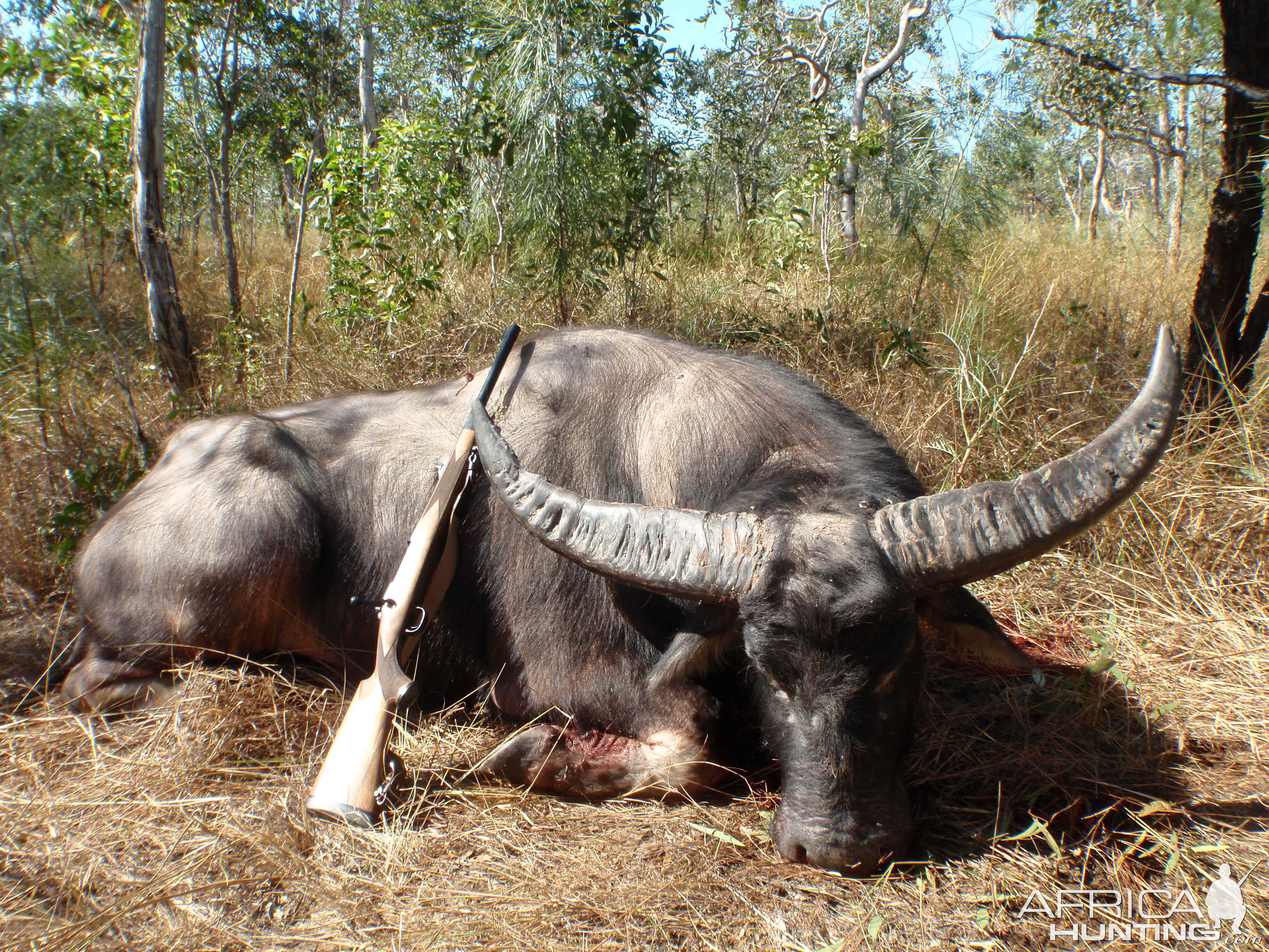 kort handling kun Asiatic Water Buffalo Hunting Australia | AfricaHunting.com