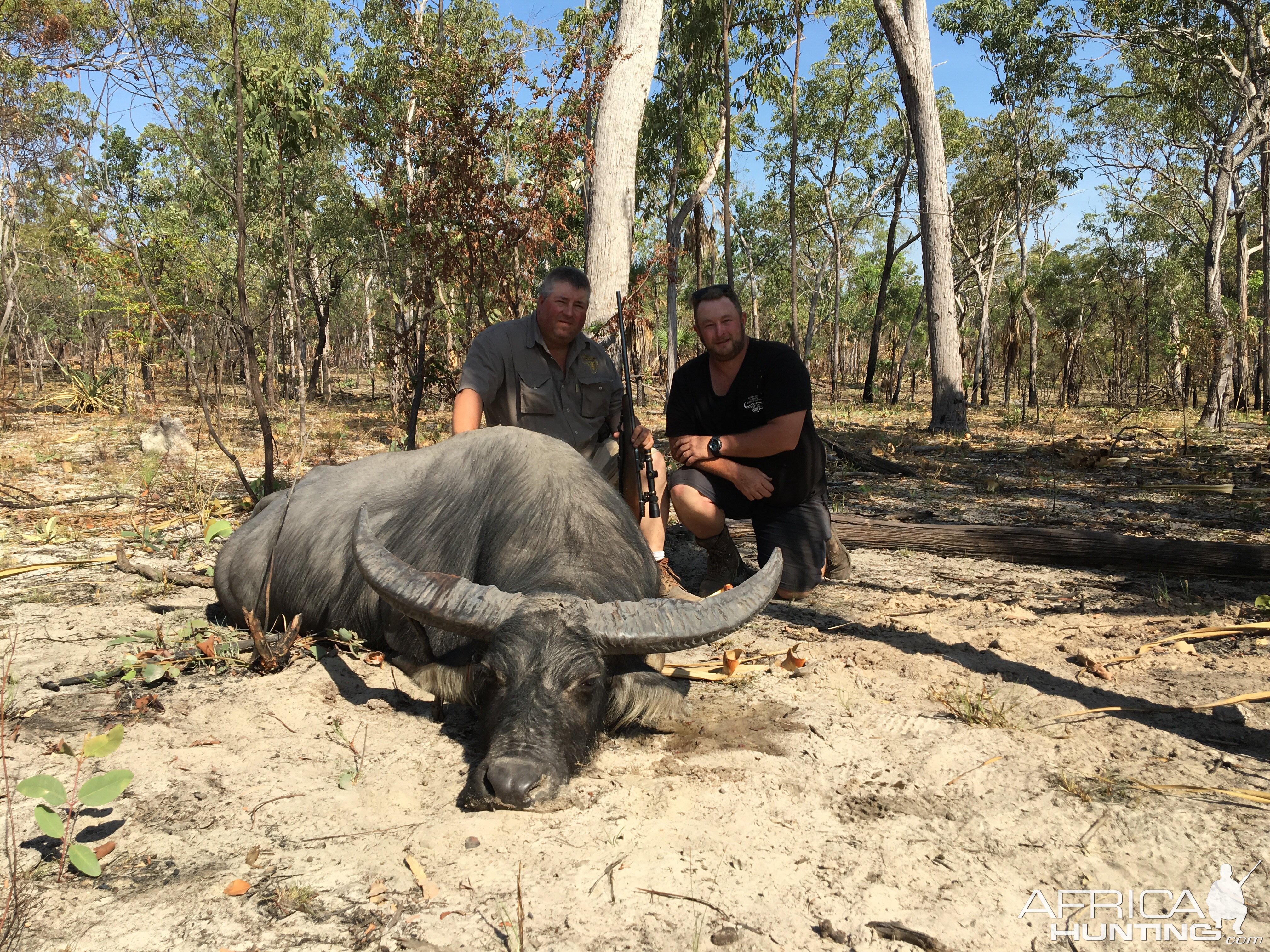 Asiatic Water Buffalo Hunting in Australia