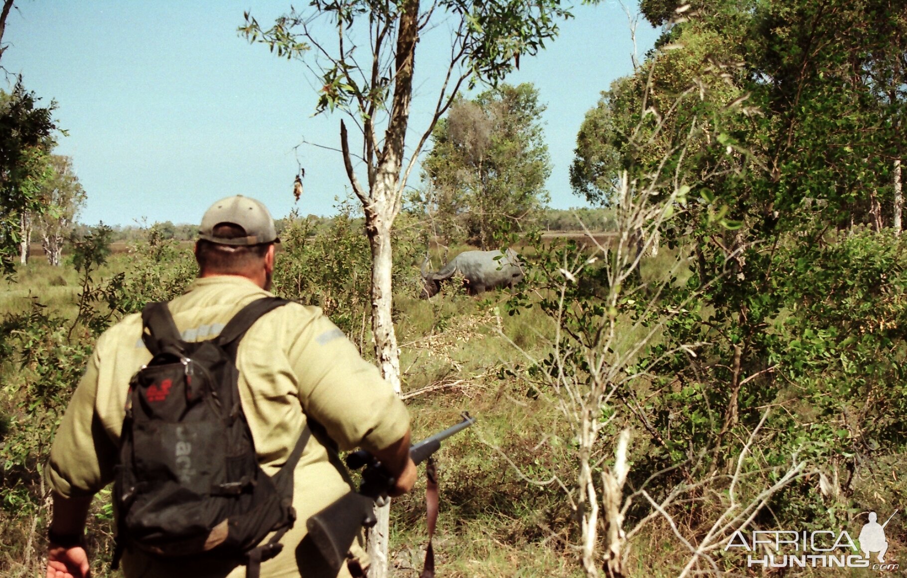Asiatic Water Buffalo Hunting Northern Territory Australia