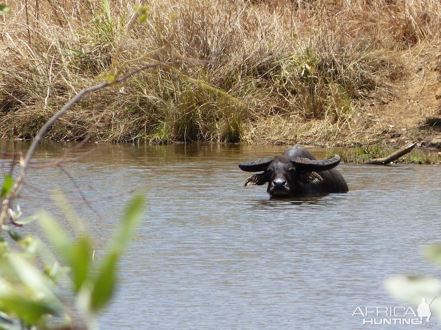 Asiatic Water Buffalo in Australia