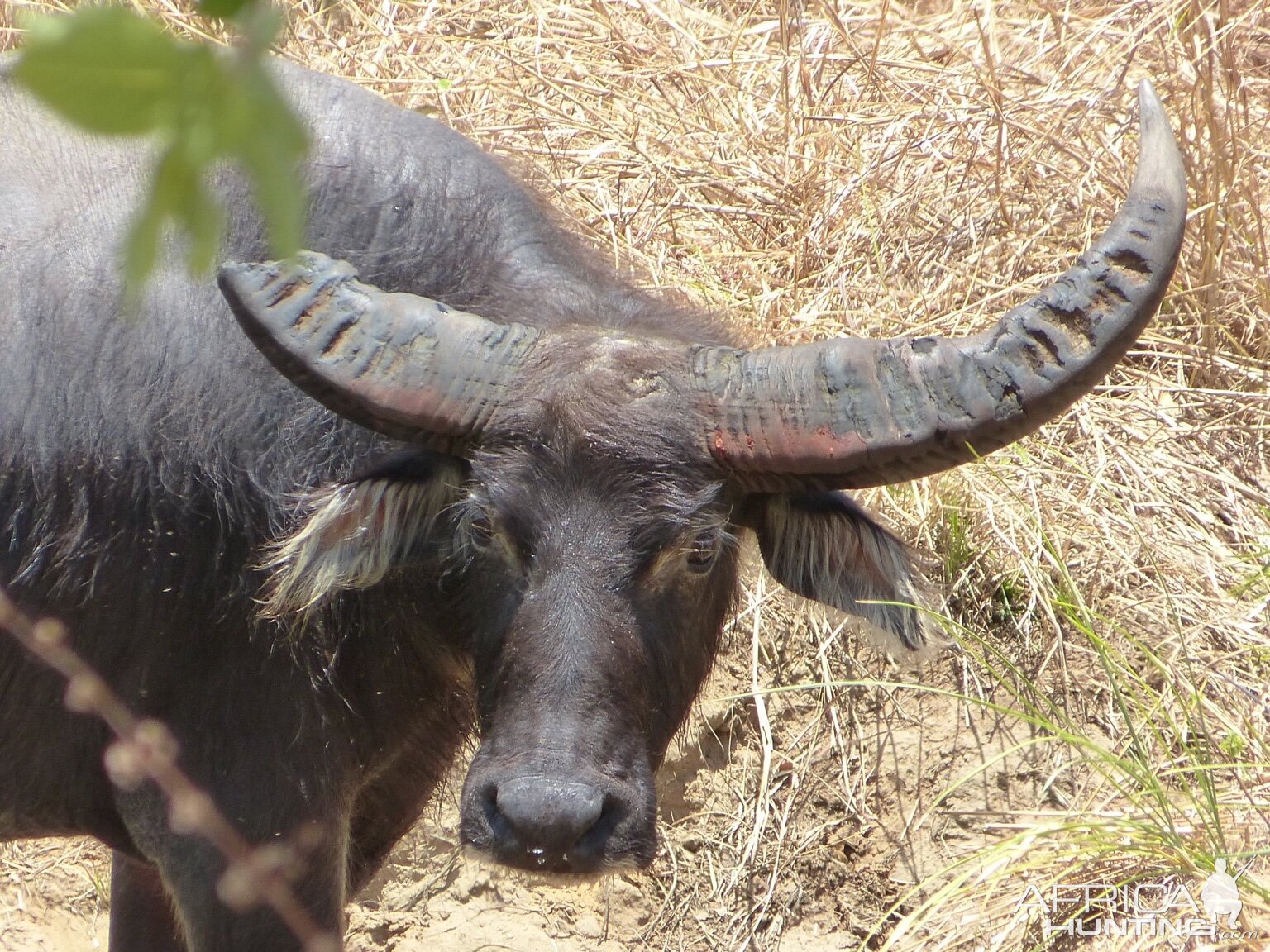 Asiatic Water Buffalo in Australia