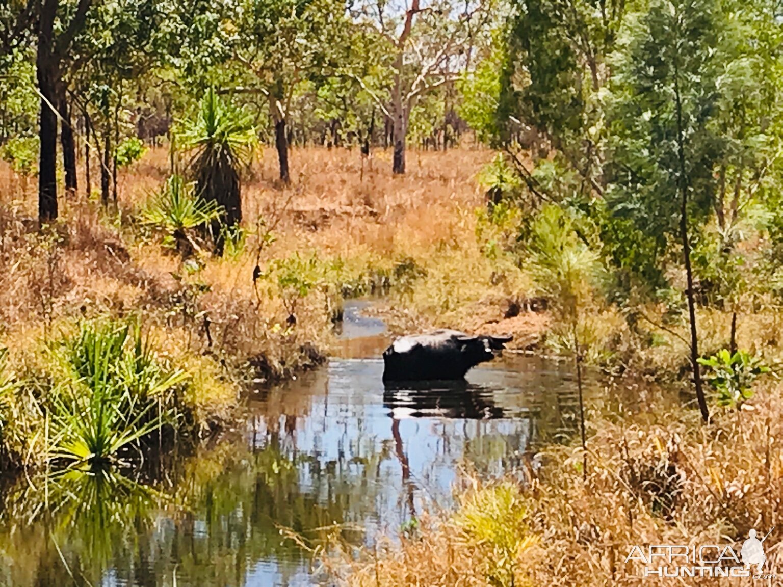 Asiatic Water Buffalo in Australia