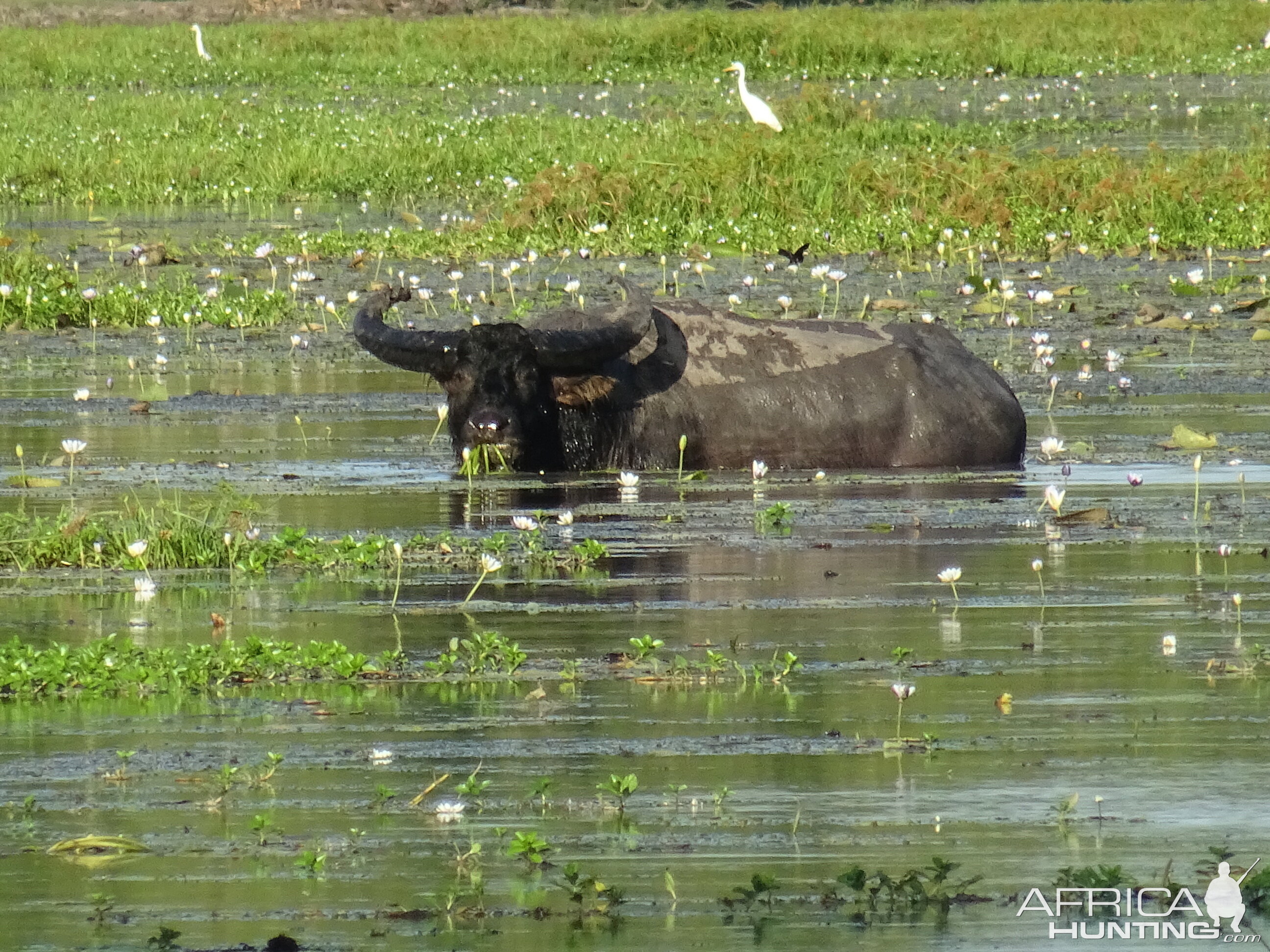 Asiatic Water Buffalo Northern Territory Australia