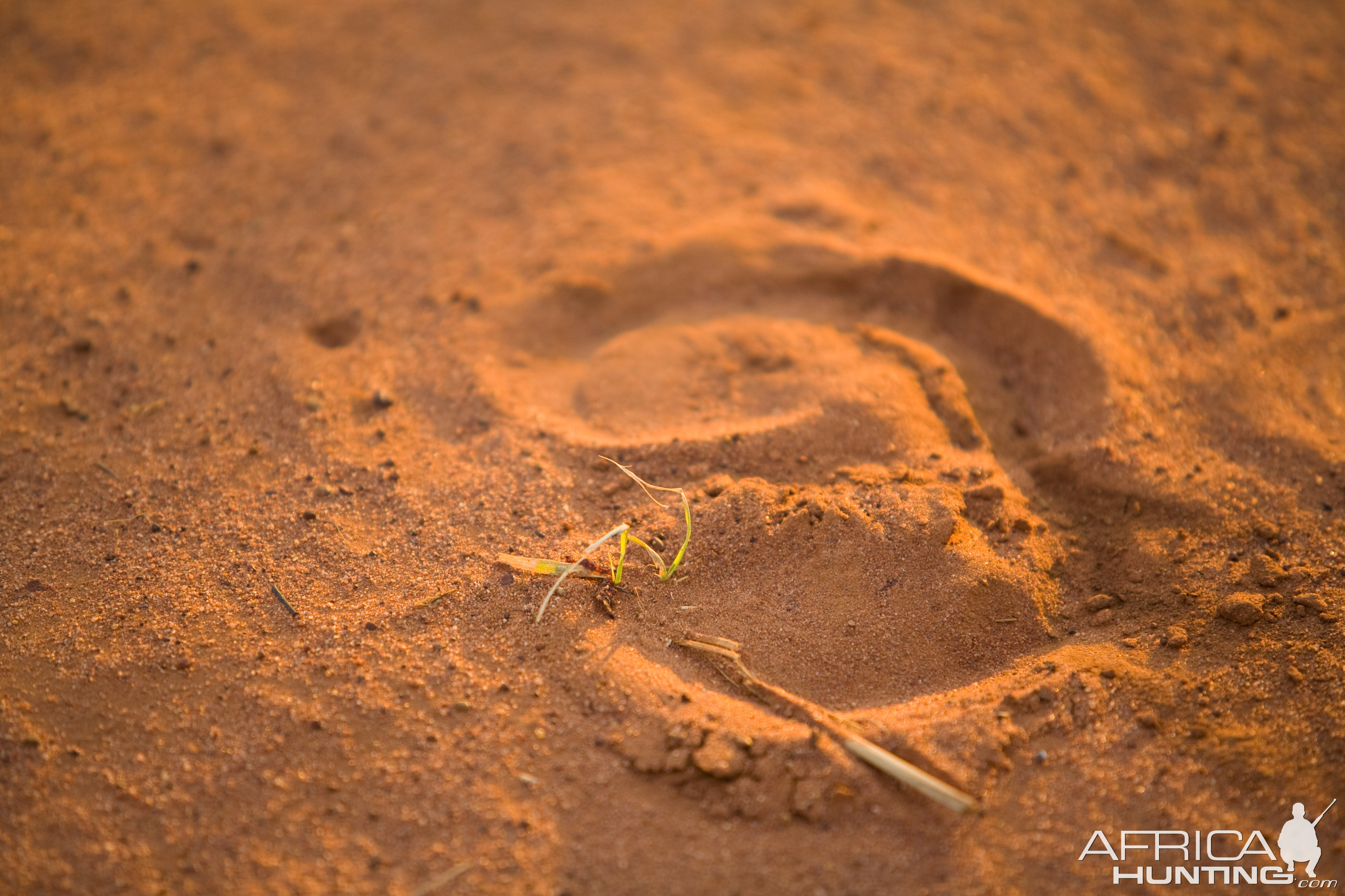 Asiatic Water Buffalo Track Australia