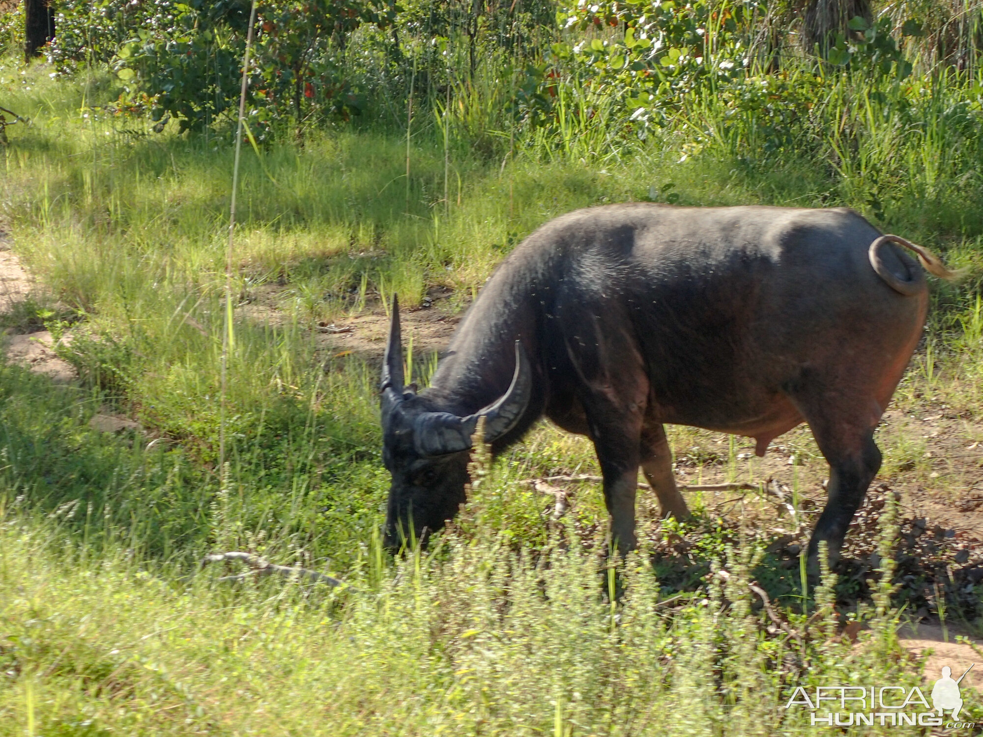 Asiatic Water Buffalo