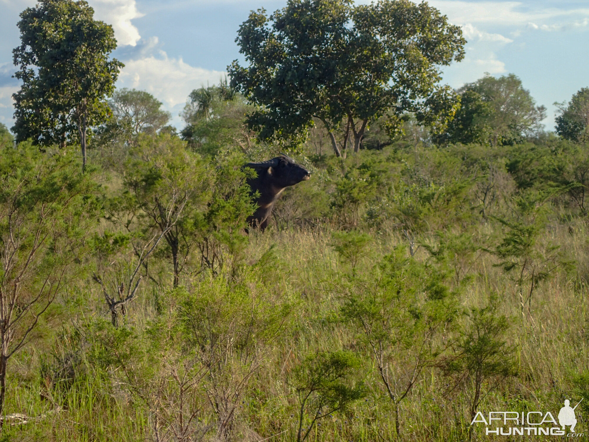 Asiatic Water Buffalo