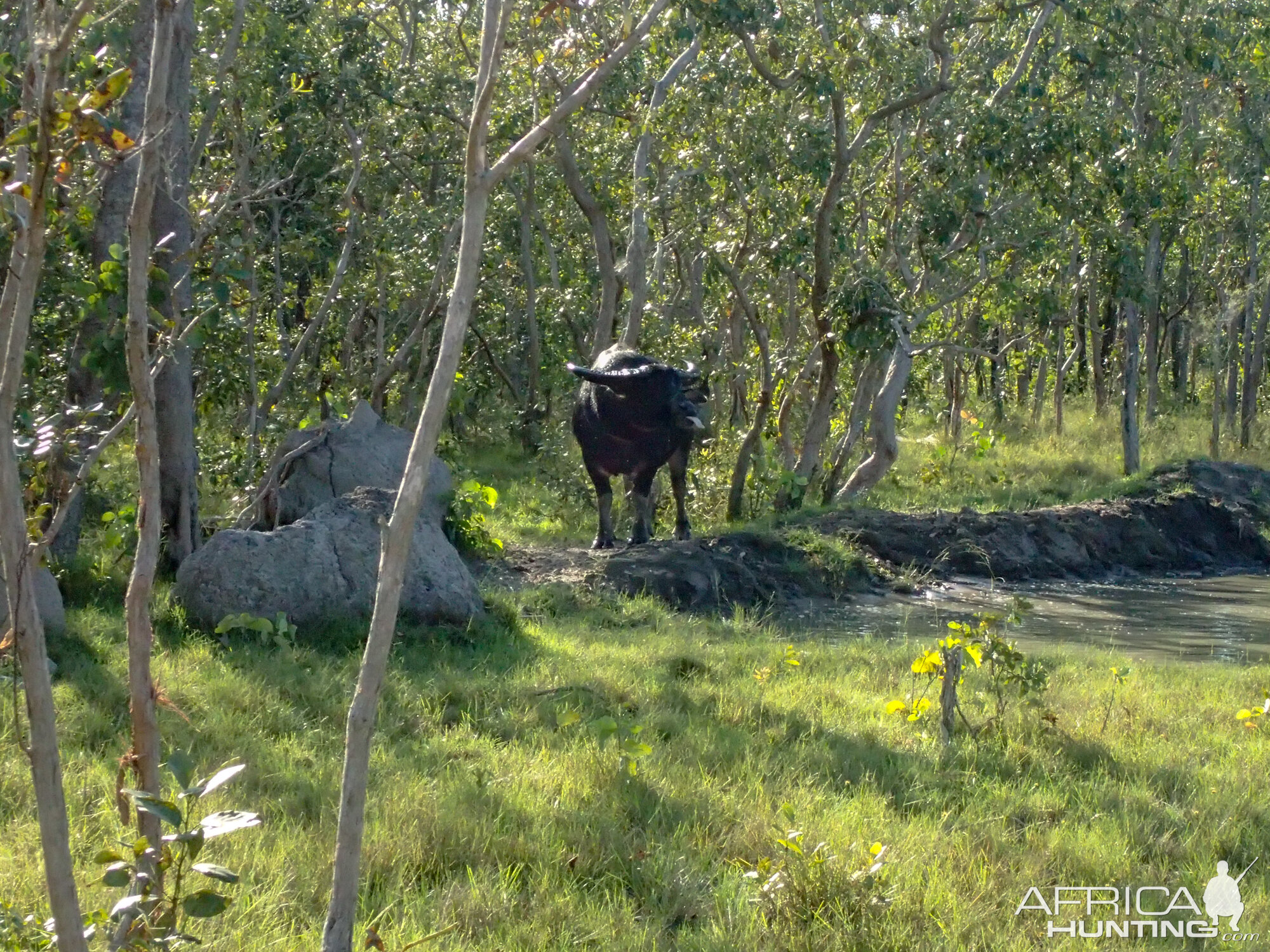 Asiatic Water Buffalo