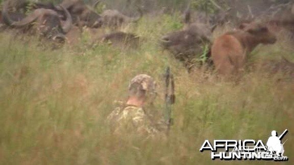 At 15 yards a female Buffalo moved with her young