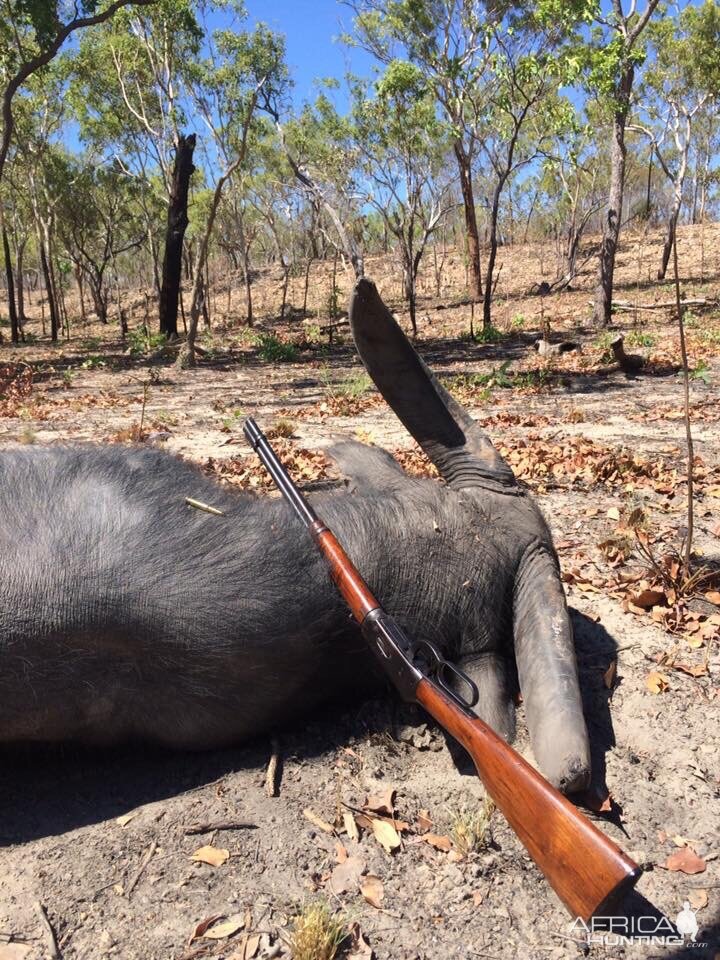 Australia Hunt Asiatic Water Buffalo