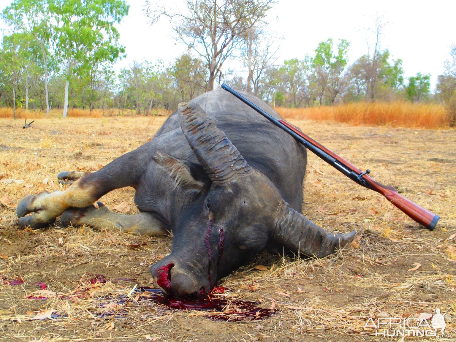 Australia Hunt Asiatic Water Buffalo