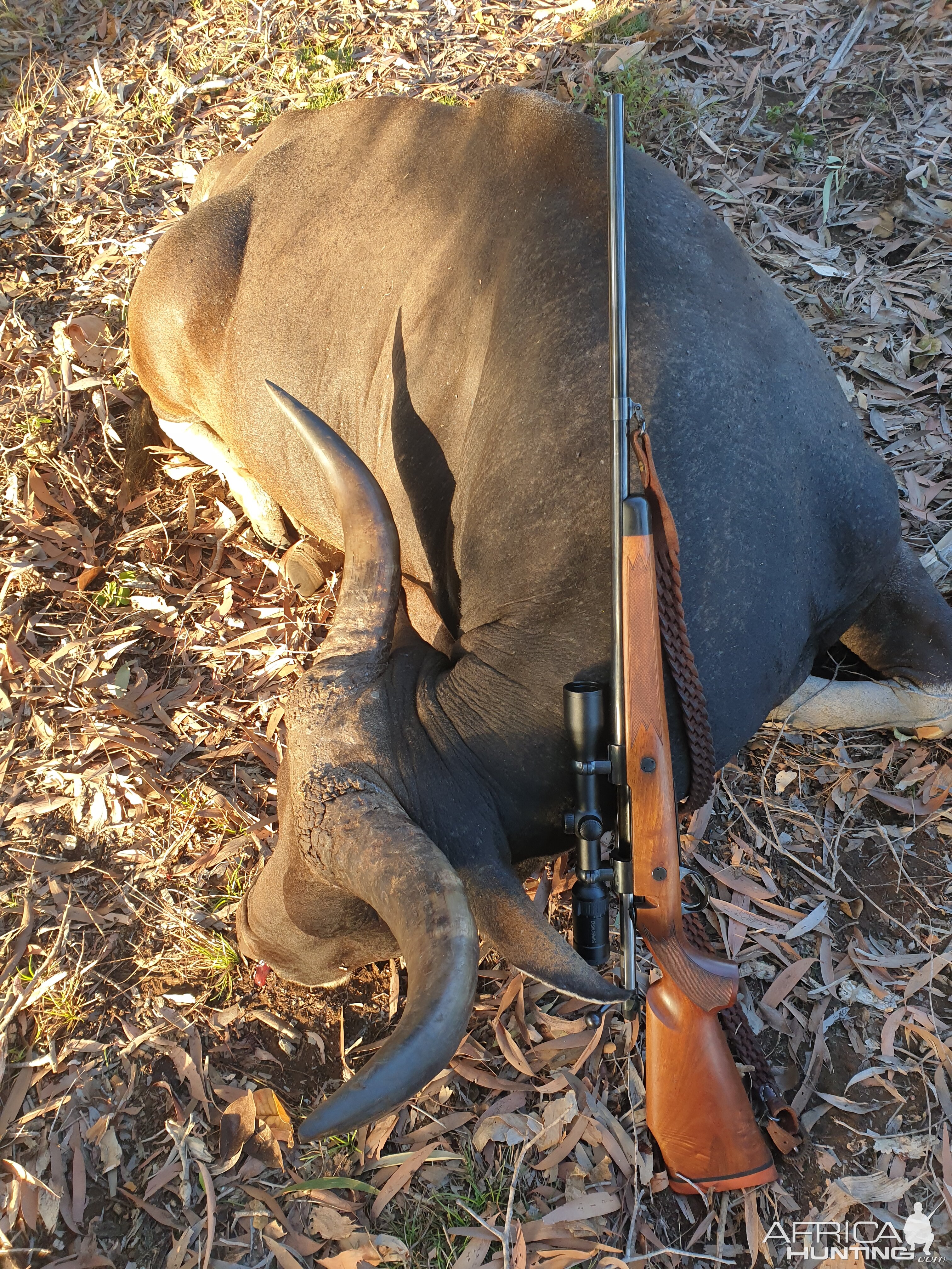 Australia Hunt Banteng