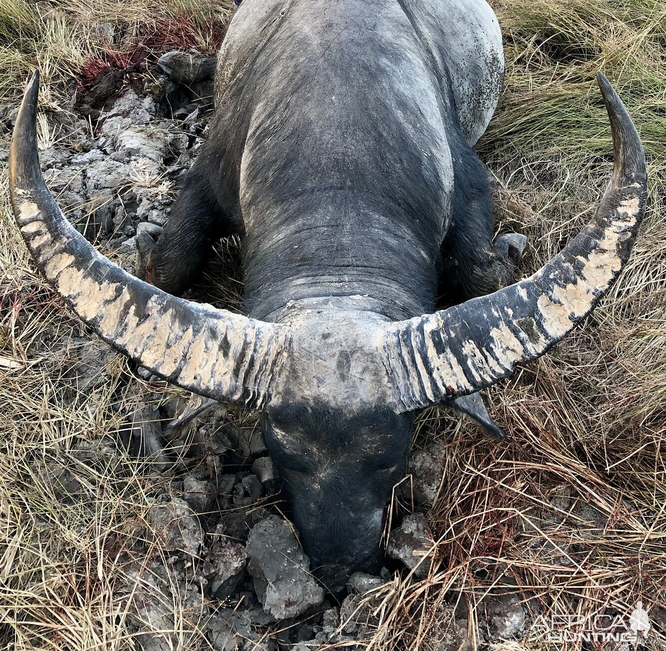 Australia Hunting Asiatic Water Buffalo