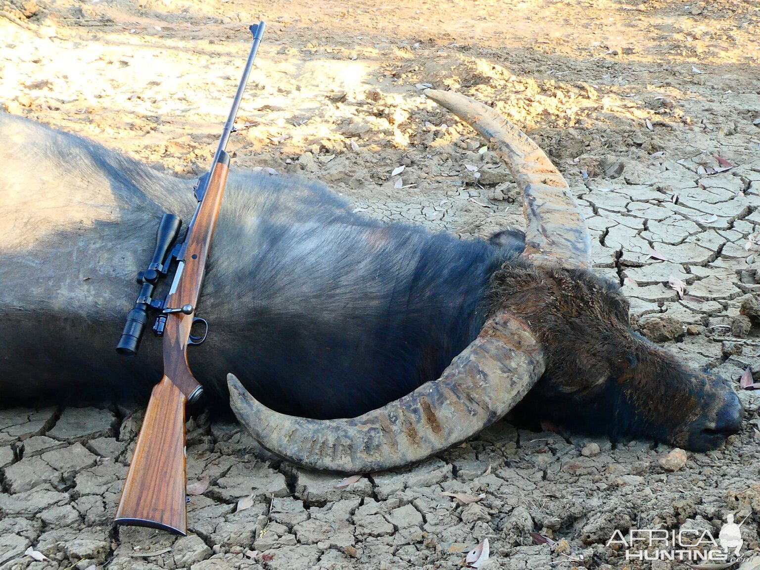 Australia Hunting Asiatic Water Buffalo