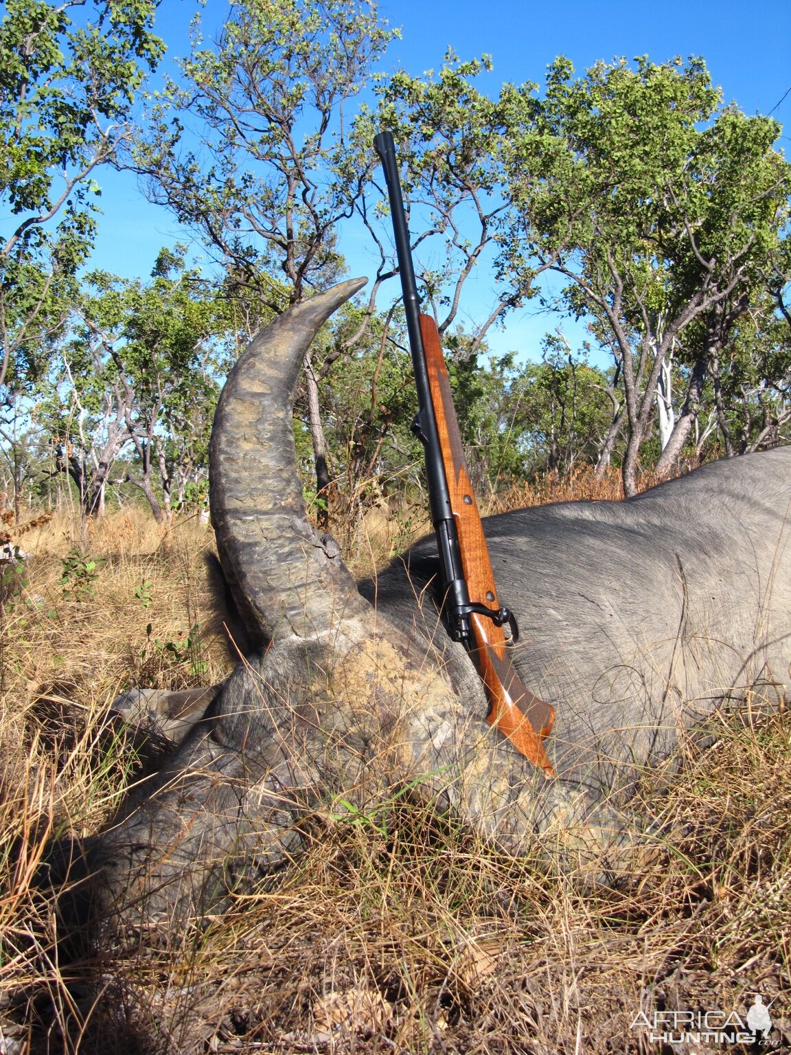 Australia Hunting Asiatic Water Buffalo