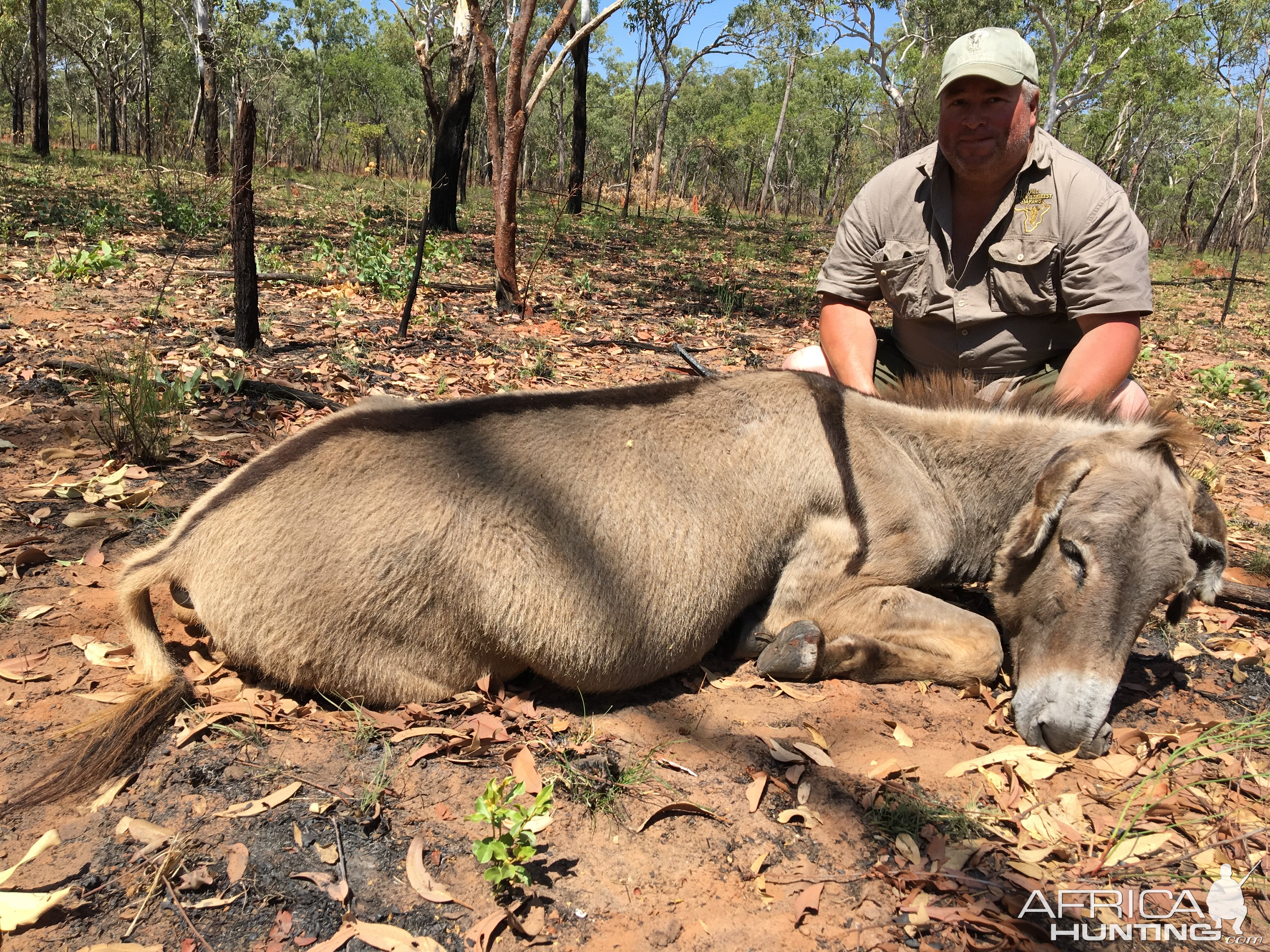 Australia Hunting Feral Donkey